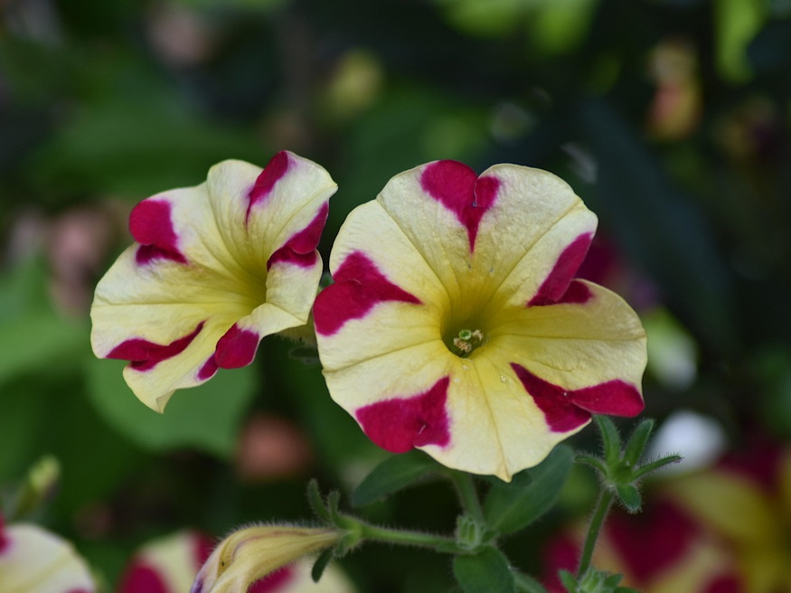 petunia vagy pusztulat 02