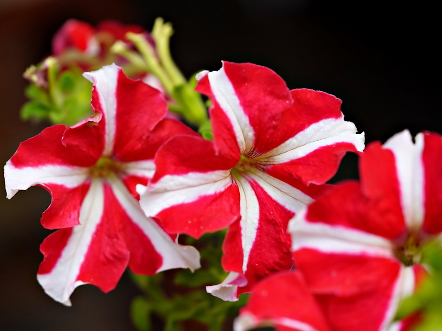 petunia vagy pusztulat 03