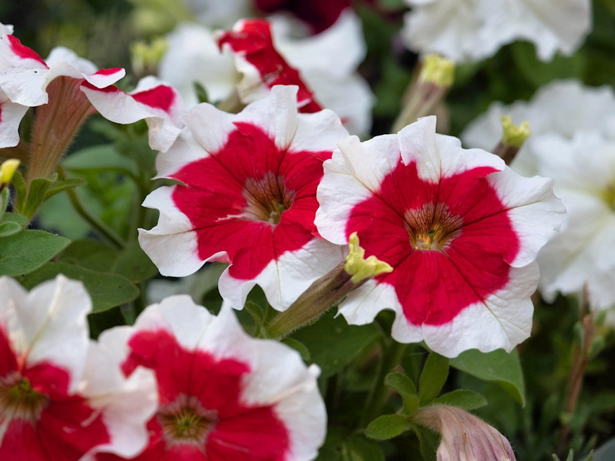 petunia vagy pusztulat 04