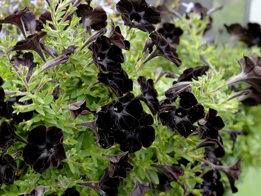 petunia vagy pusztulat 05