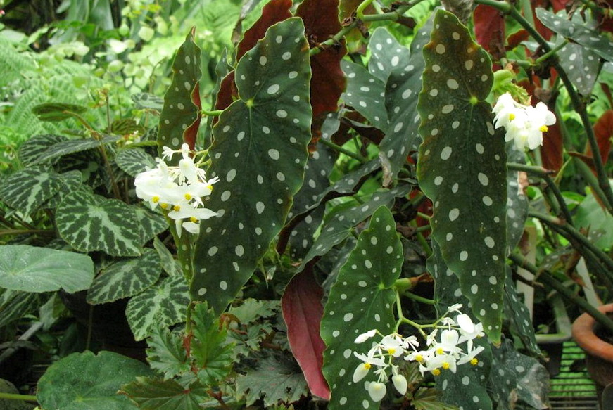 pottyos begonia 02