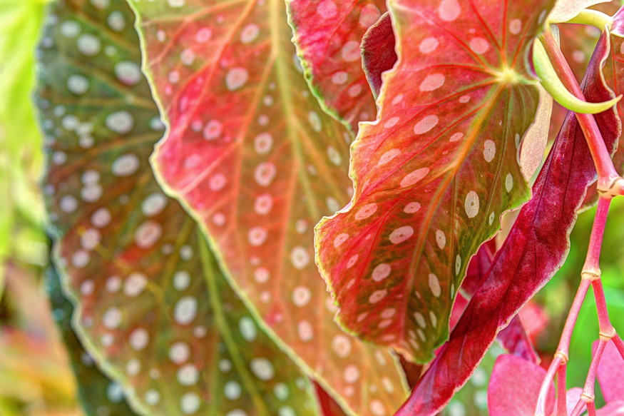 pottyos begonia 03