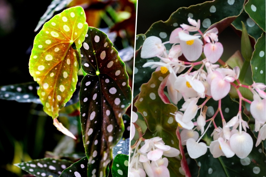 pottyos begonia 04
