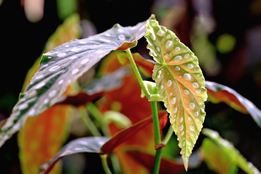 pottyos begonia 05