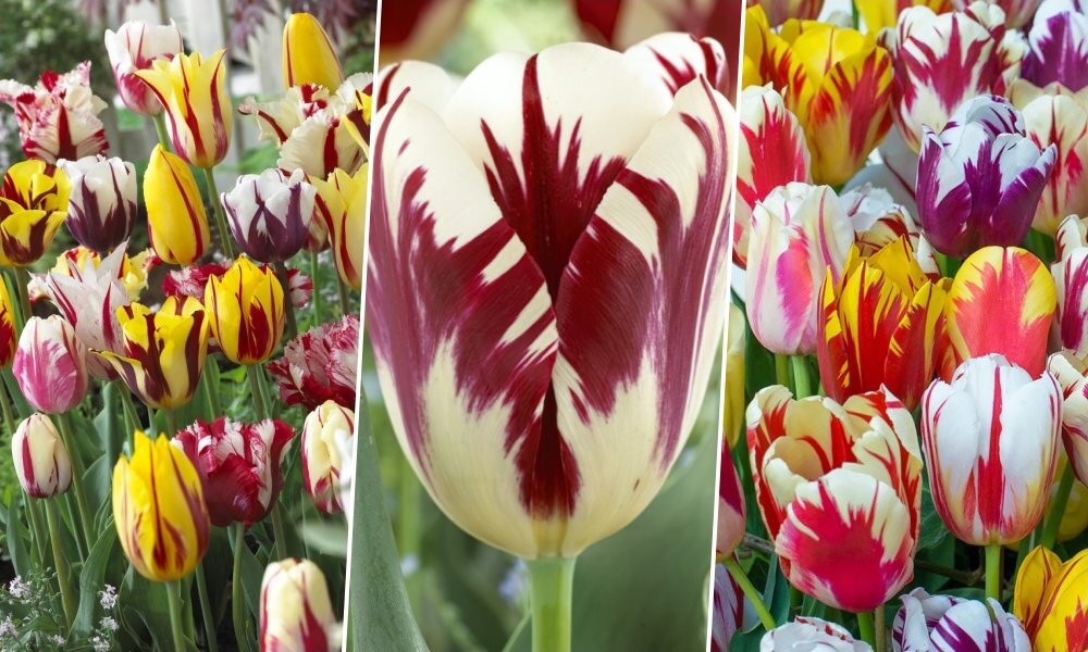 A csodálatos Rembrandt-tulipánok: mintha egy művész festette volna őket
