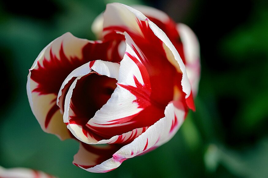 rembrandt tulipanok 02