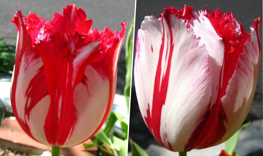 rembrandt tulipanok 03