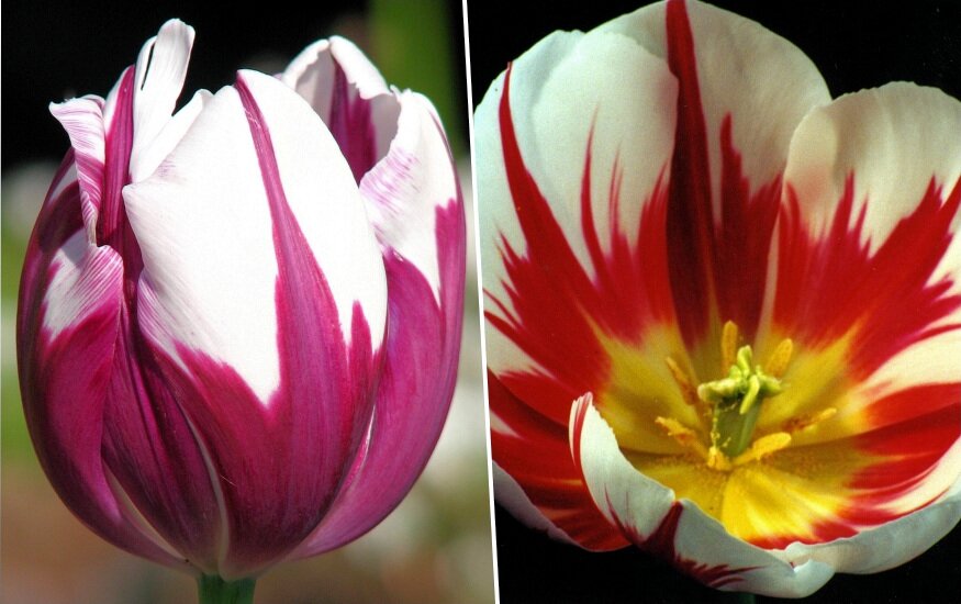 rembrandt tulipanok 04
