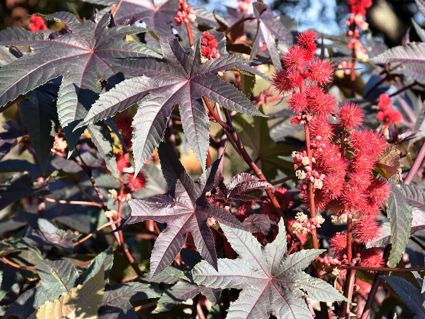 ricinus vakonduzo 05