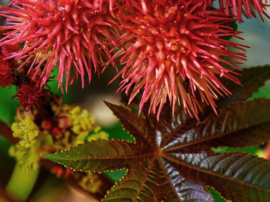 ricinus vakonduzo 07