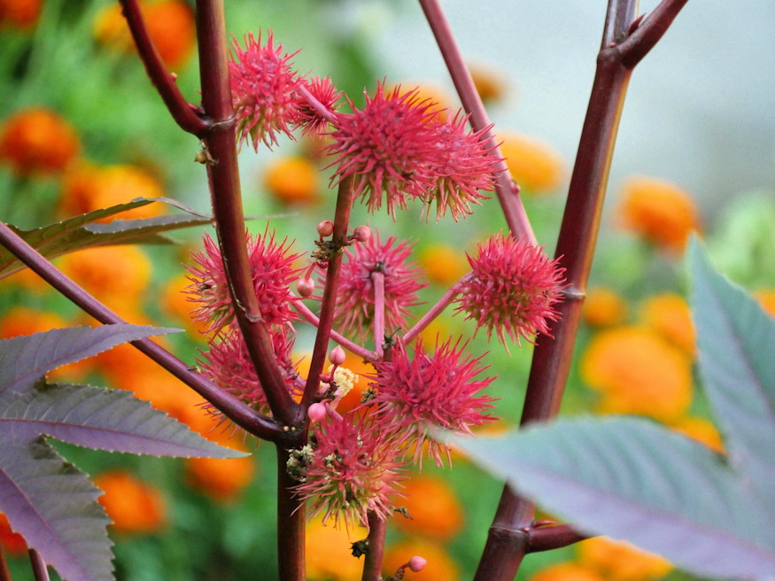 ricinus vakonduzo 08
