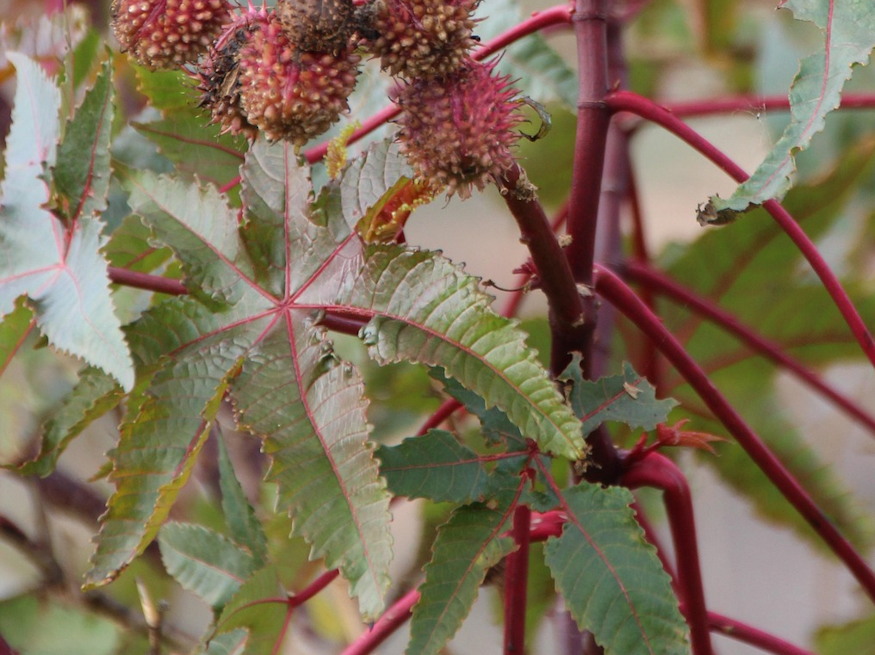 ricinus vakonduzo 09