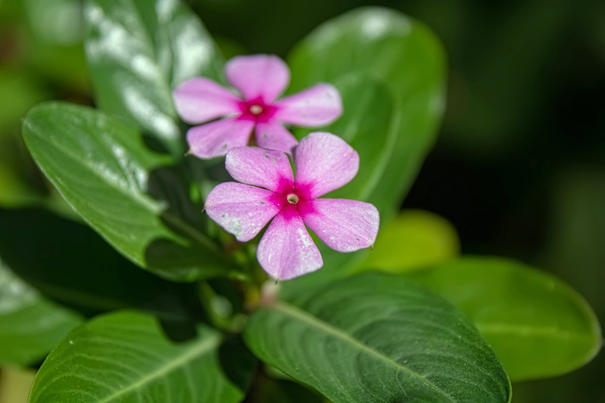 rozsameteng kert elegans tuleloje 02