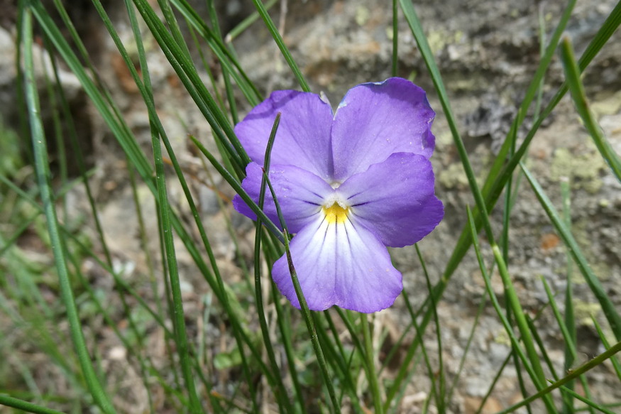 sarkantyus arvacska 04