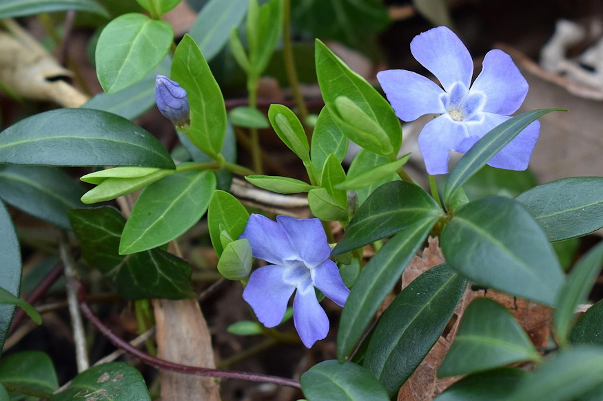 sirra ultetheto leggyakoribb 02