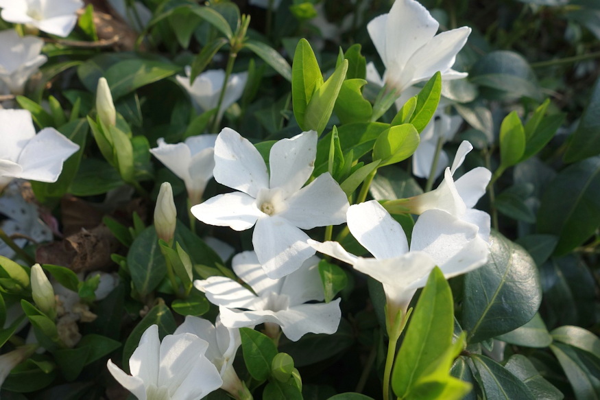 sirra ultetheto leggyakoribb 04