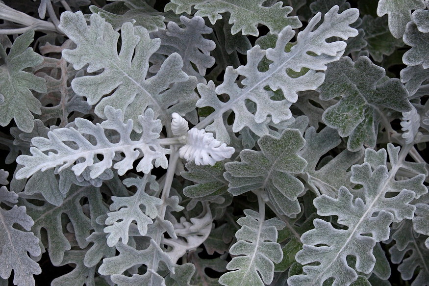 sirra ultetheto leggyakoribb 05