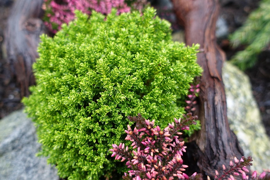 sirra ultetheto leggyakoribb 06