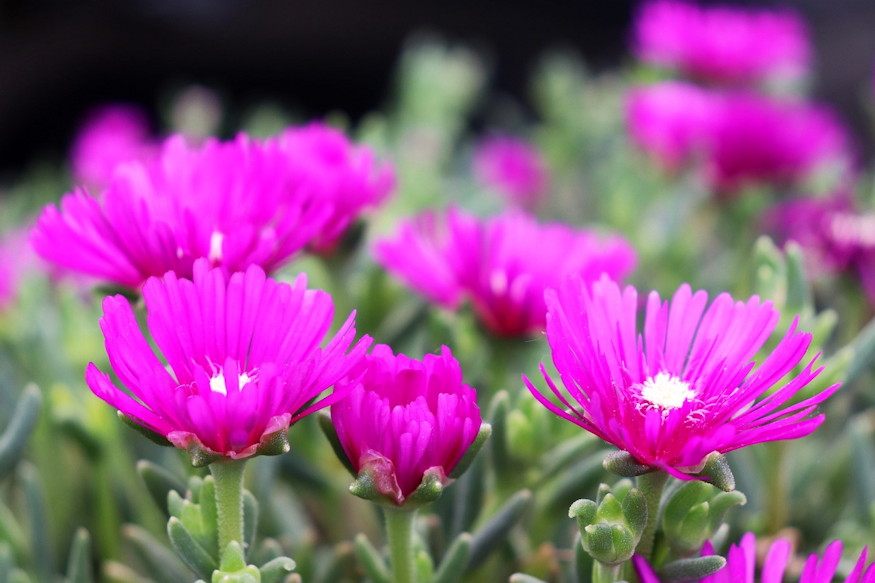 sirra ultetheto leggyakoribb 07