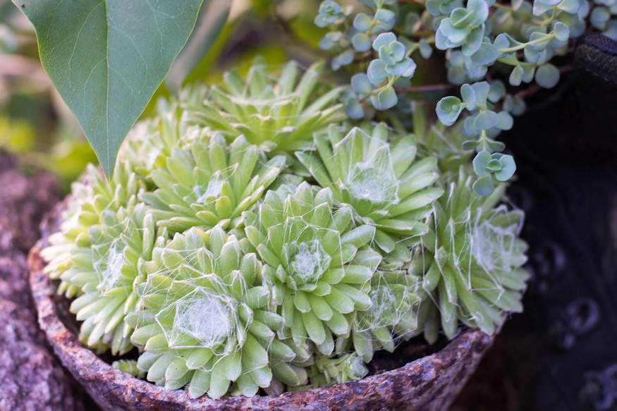 sirra ultetheto leggyakoribb 08