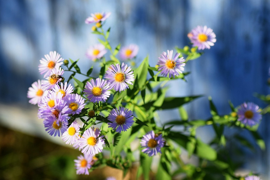 slow gardening szeptemberben 03