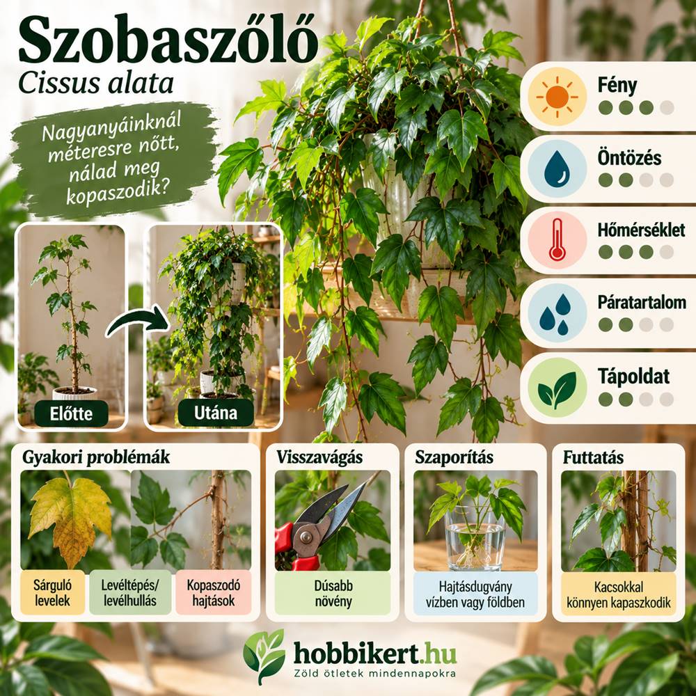 Így hozd formába a szobaszőlőt