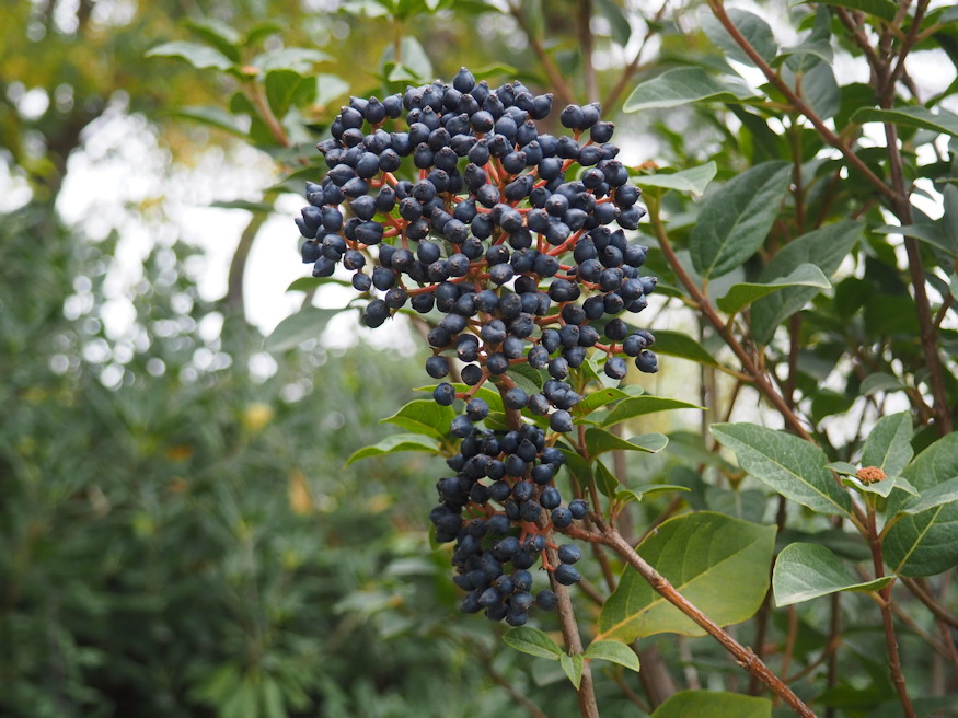 teli bangita kert elegans tuleloje 03