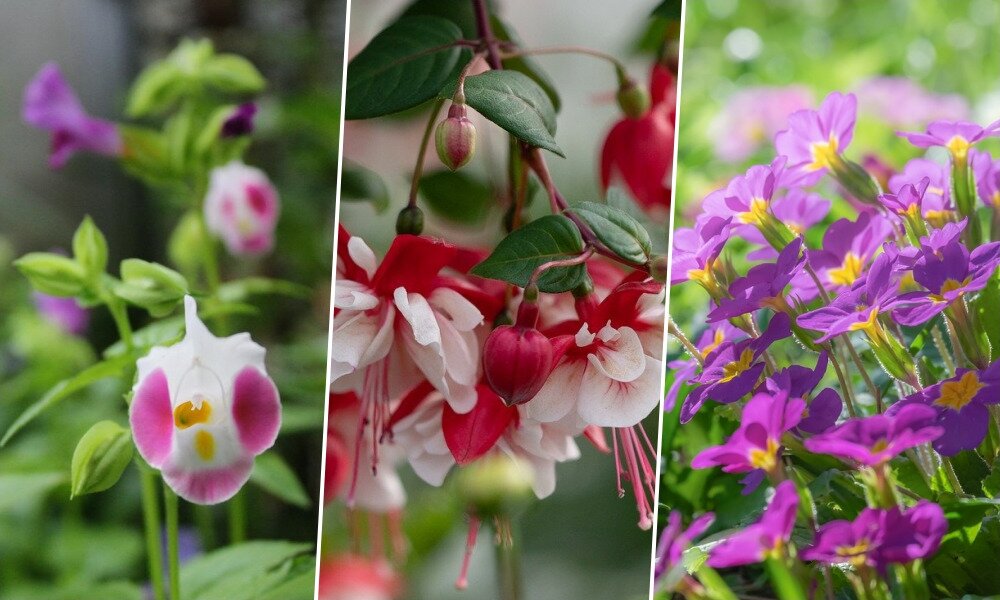 15 gyönyörű virágú növény, amely árnyékosabb területre is ajánlható