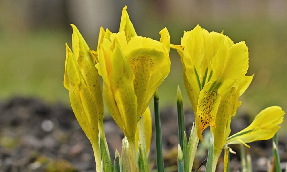 A tavasz egyik legbájosabb sárga színfoltját jelenti a török nőszirom