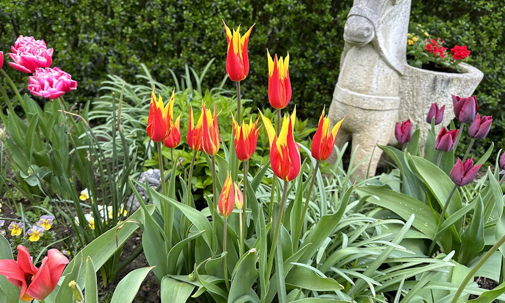 Márciusban trágyázzuk a tulipánokat