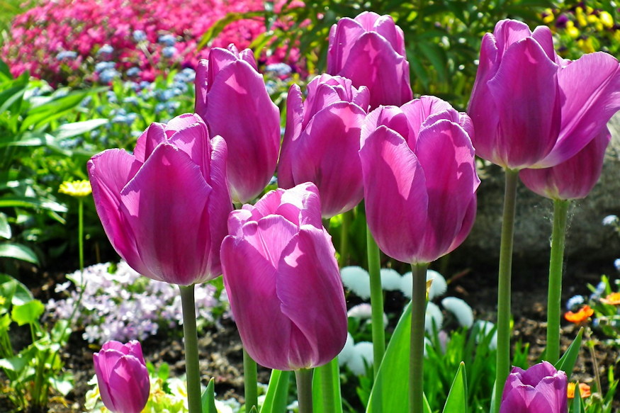 tragyazzuk a tulipanokat 03