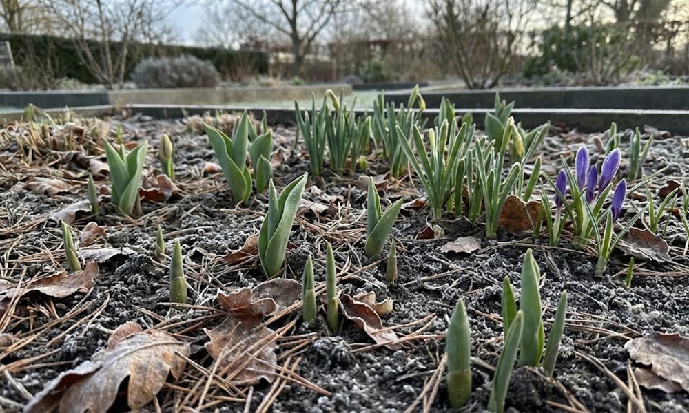 Túl korán hajtó hagymások – amikor a tulipán nem néz naptárat