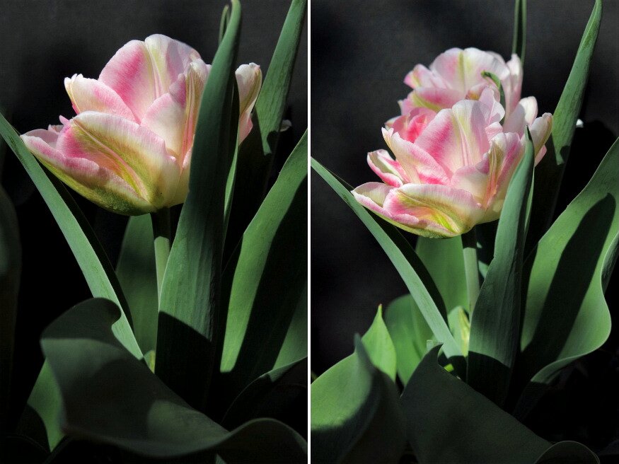 tulipanszezont hosszabbitsuk meg 02
