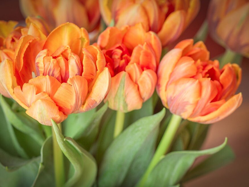 tulipanszezont hosszabbitsuk meg 09