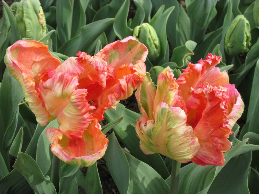 tulipanszezont hosszabbitsuk meg 10