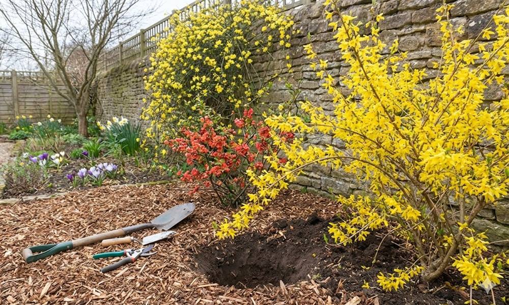 Virágzó cserjék a szezon elején – mit ültessünk a kertbe?