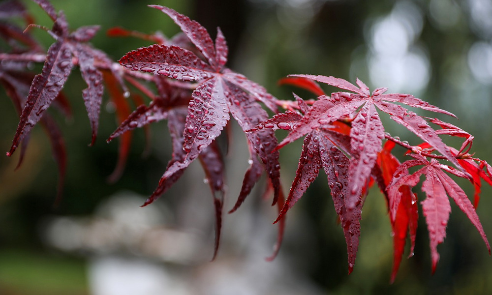 Nem csak ősszel díszítenek a vöröslevelű japán juhar gyönyörű, élénk színű levelei