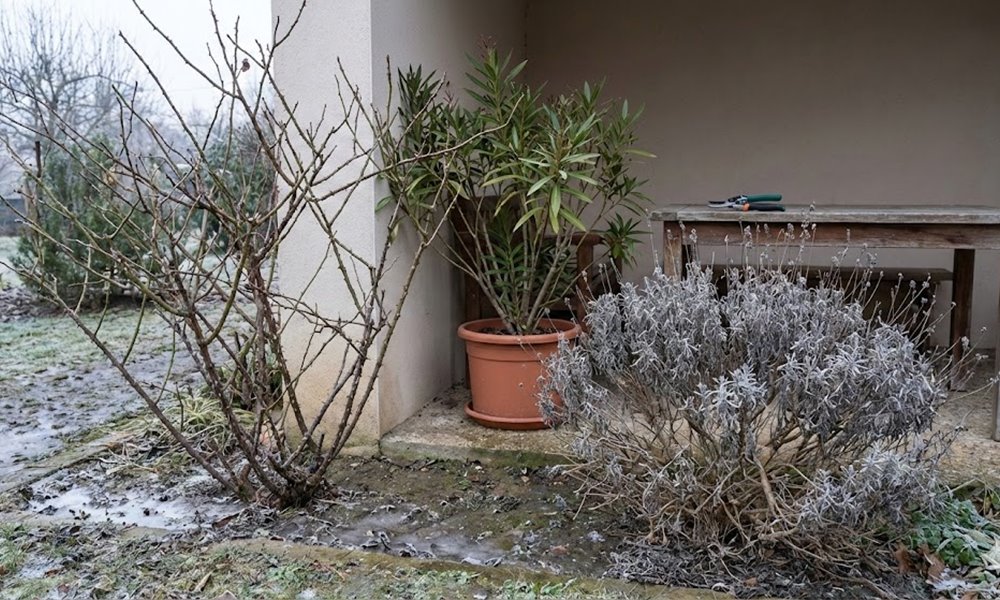 3 növény, amit februárban még jobb békén hagyni
