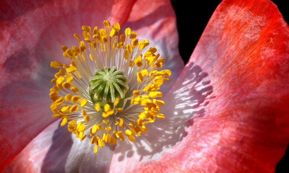 Ha érzékeny vagy a pollenre: tippek az allergiamentes kertért