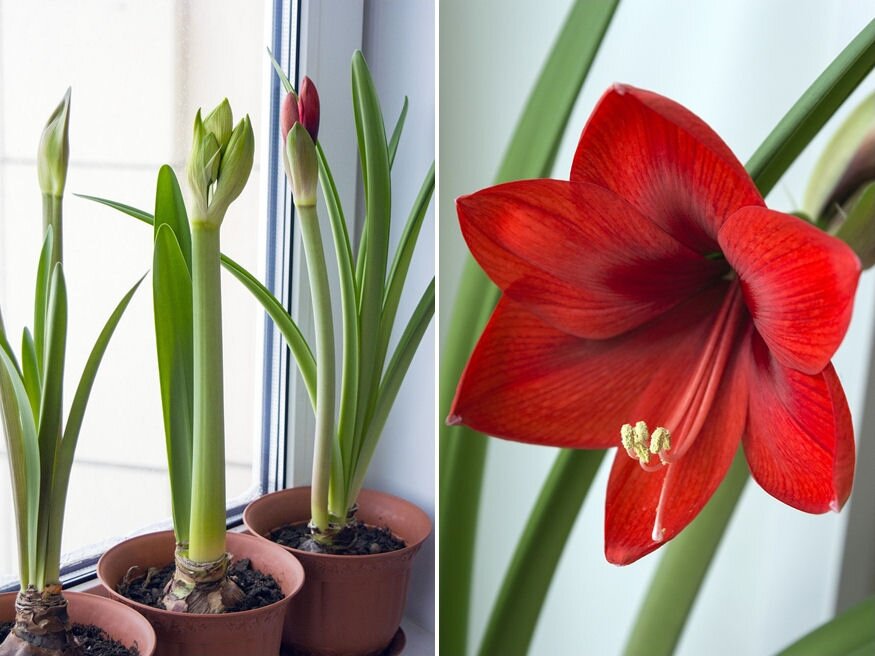 Három fontos tipp az amarillisz sikeres virágzásához!