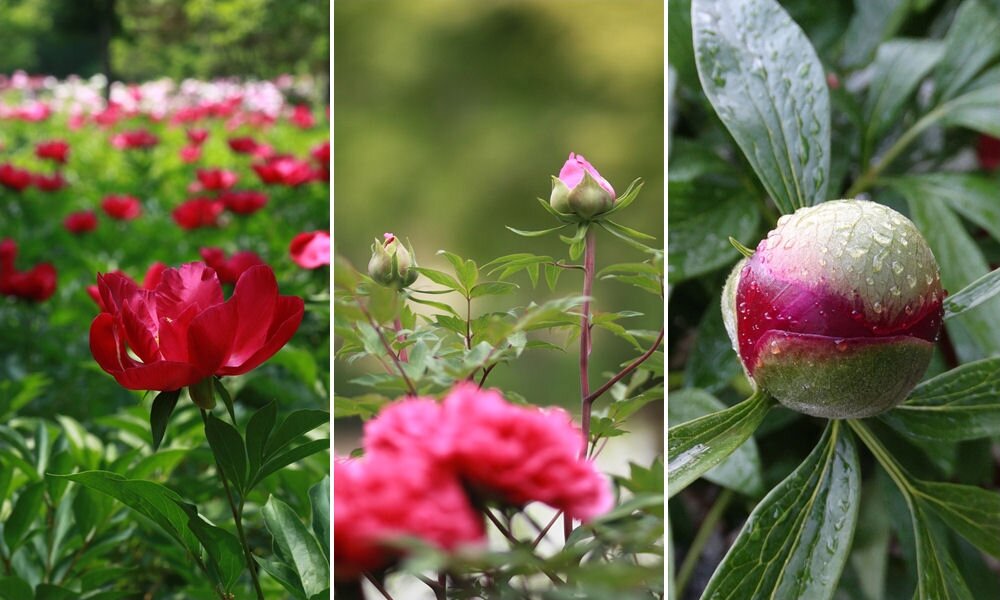 Hatalmas virágfejek a kertben: mindent a bazsarózsákról
