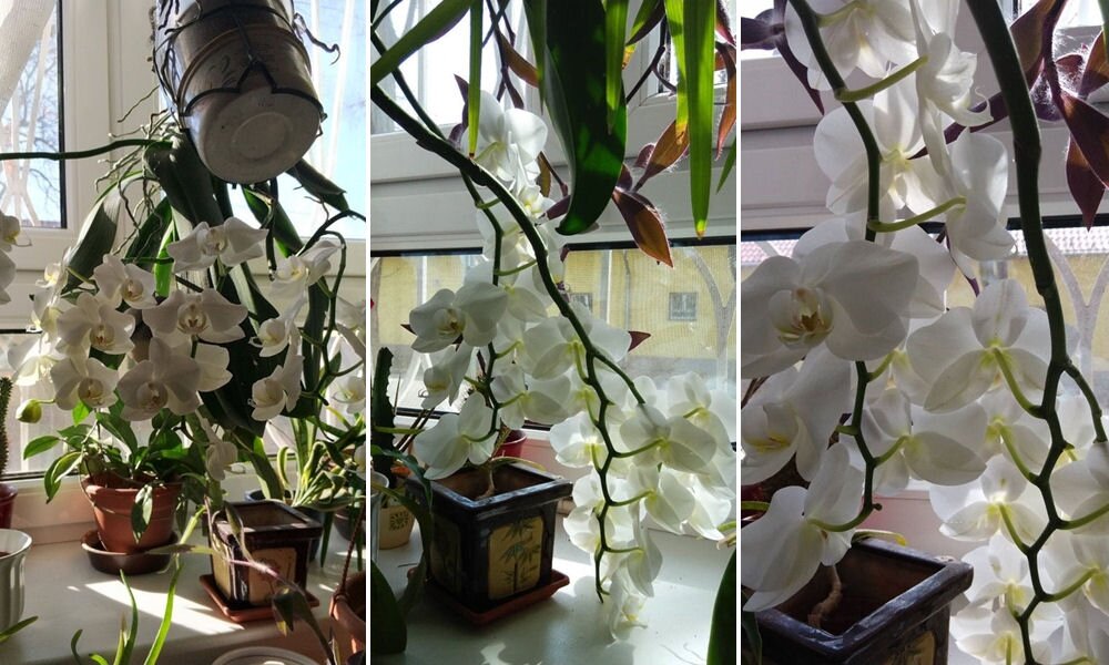 A dúsan virágzó orchidea titka