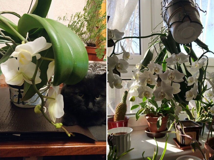 dusan viragzo orchidea titka 02