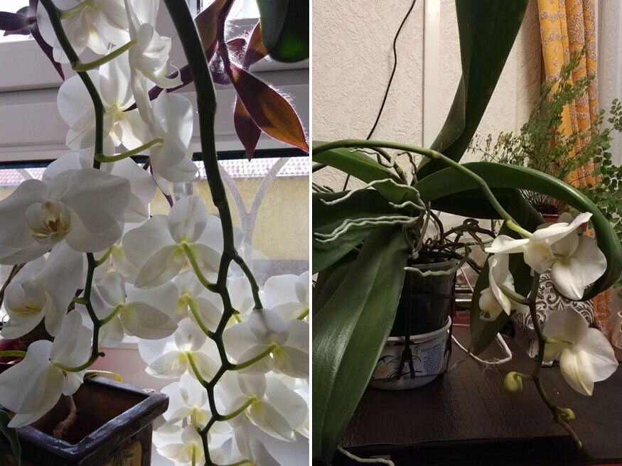 dusan viragzo orchidea titka 03