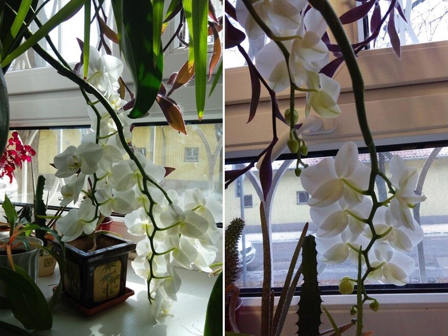 dusan viragzo orchidea titka 04