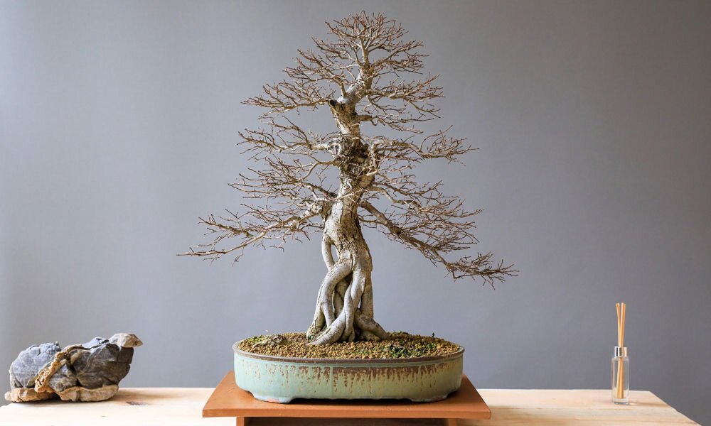 Él-e még a bonsai-om?