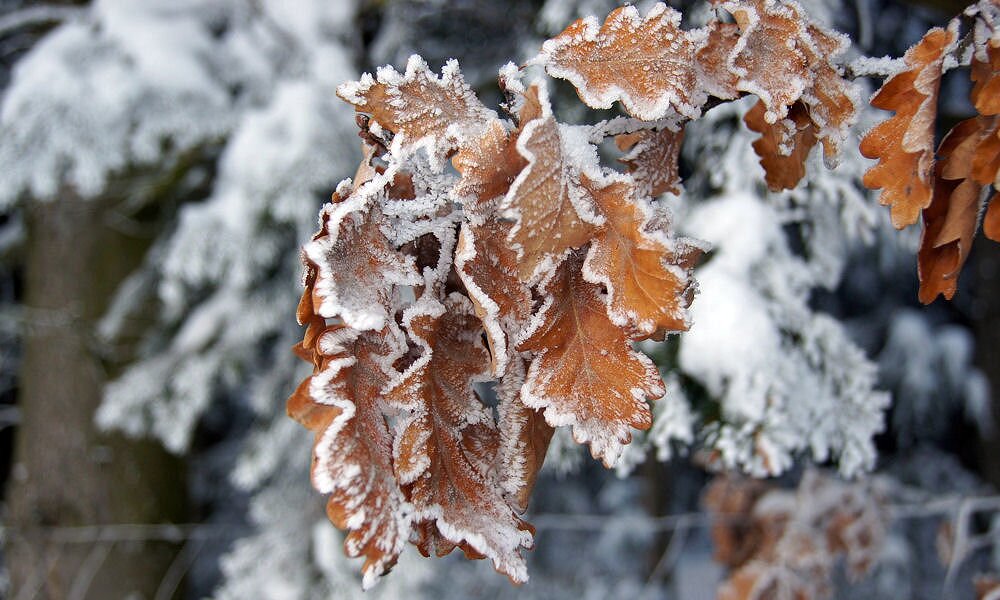 Különös jelenség: tél van, a levelek mégsem hullottak le a fáról!