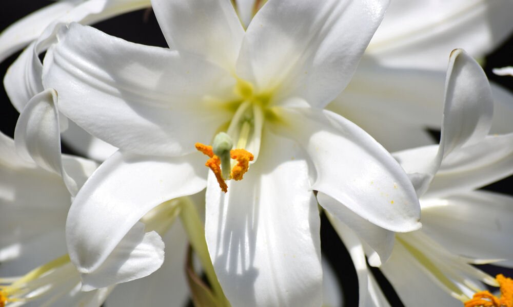 Most ültessük a szépséges fehér liliomot!