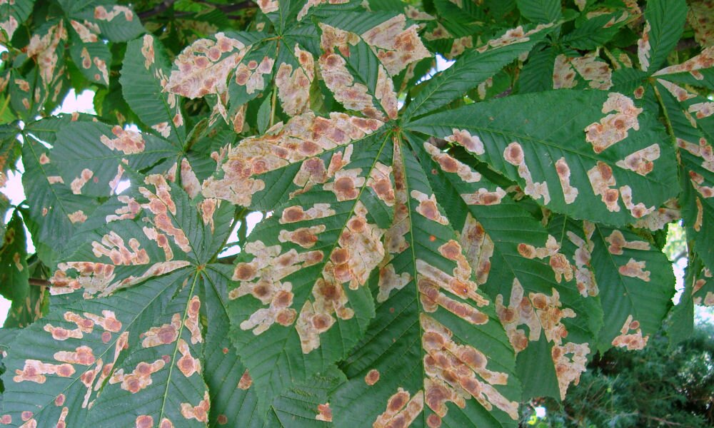 Semmisítsük meg a fertőzött vadgesztenye-leveleket