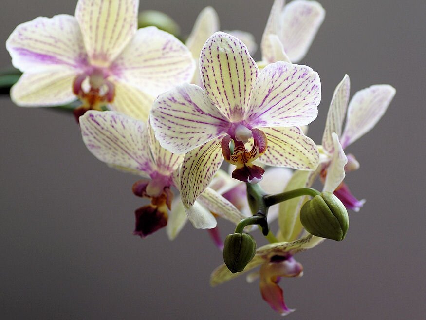 hat meseszep orchidea 04